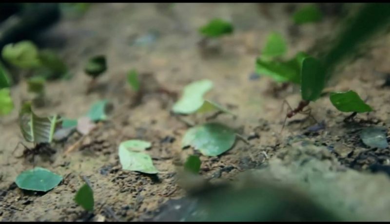 Cocaine prison hormigas