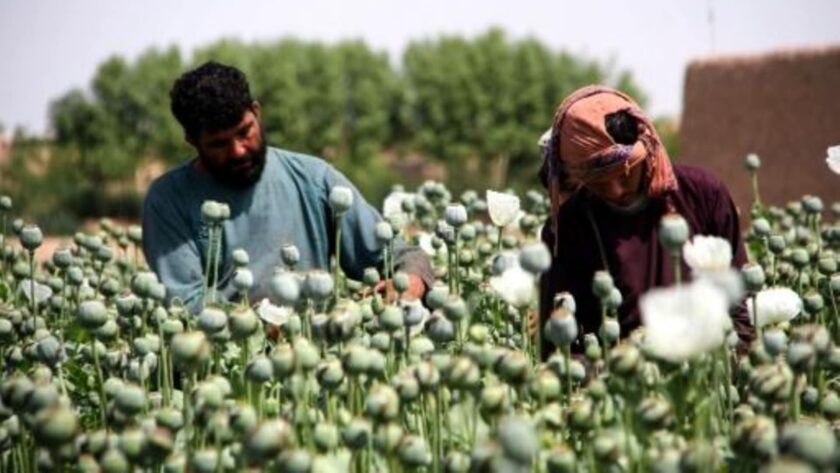 afganos flores