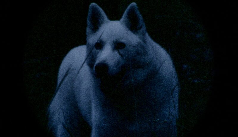 Elgranmovimiento_Foto perro