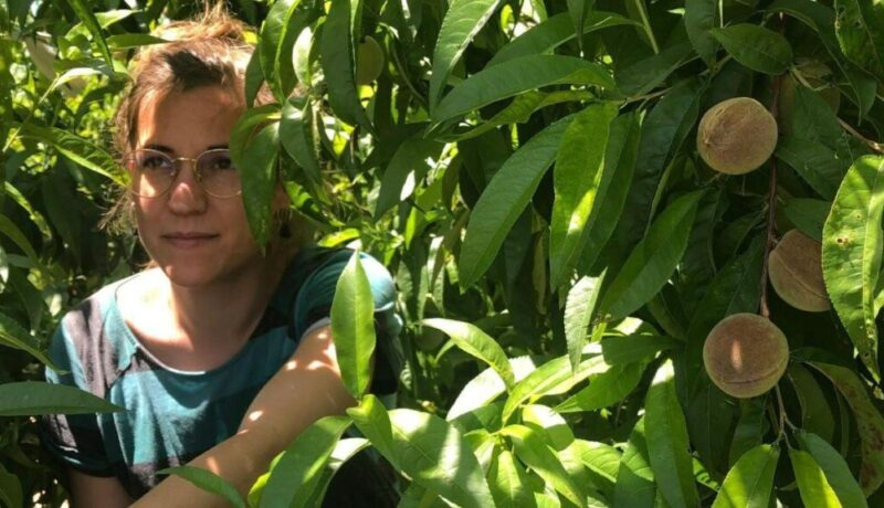 Alcarras Foto duraznos