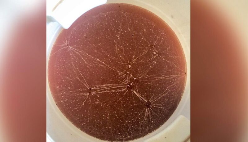 Chicha colulmna horizontal