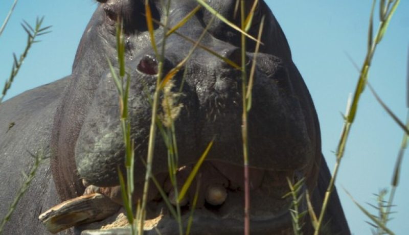 Pepe pelicula Berlinale