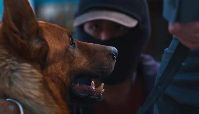 Ladron de perros foto 1